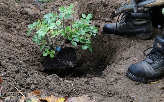 1 Planting a container-grown rose