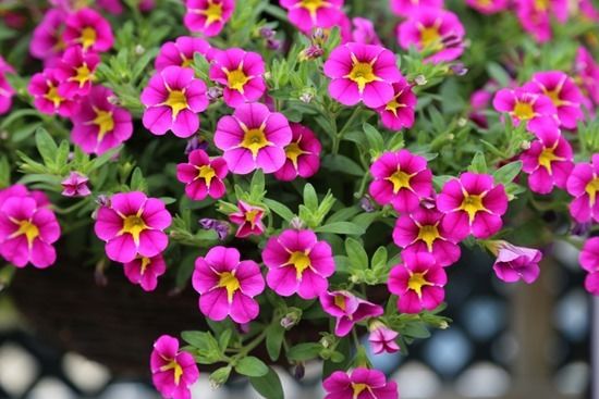 10 Calibrachoa Starlight Pink