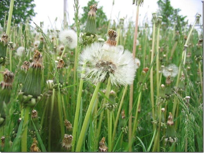 Weeds_in_Waterloo,_Ontario