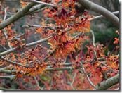 Hamamelis 'Aphrodite'