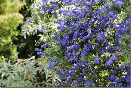 3 Ceanothus 'Italian Skies' 