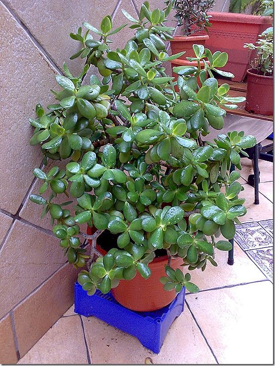 Crassula ovata