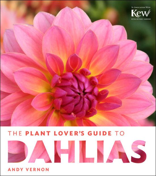 7 Dahlias