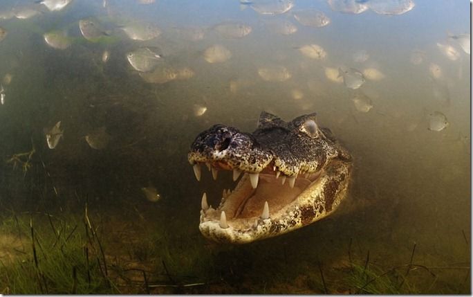 environment-croc-2_2371915k