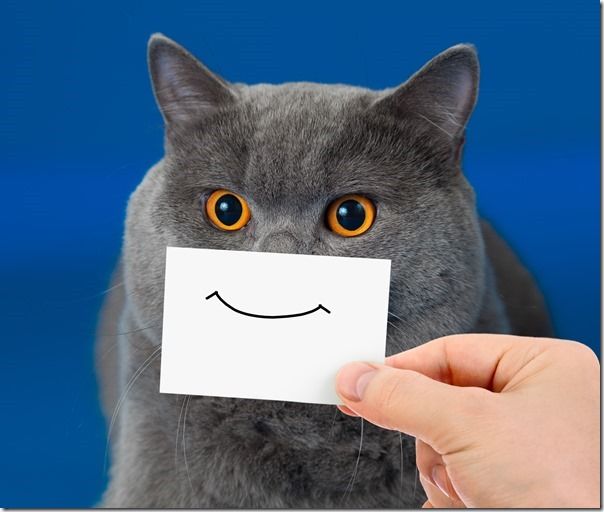 funny cat portrait with smile on card