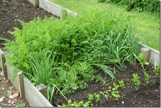 Raised bed at Miro