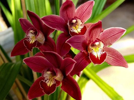 How To Grow & Care For Orchids