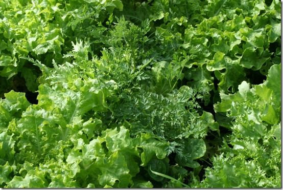 Cut and Come again Lettuce and Chervil