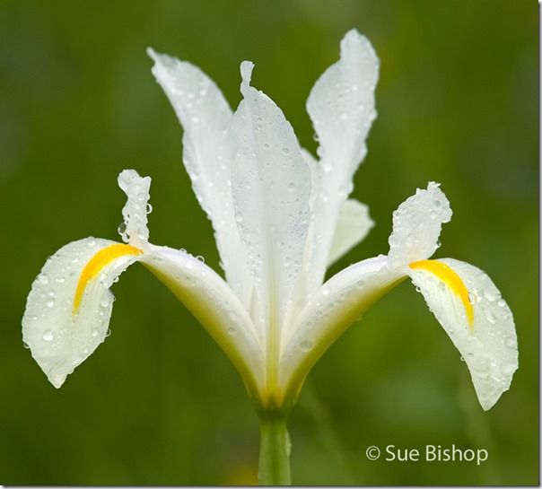 white iris with raindrops, macro, Macro Photography, Close-up, close up, Macro Photography tips, 	camera for macro photography, digital macro photography, How to Take Close-up Photographs