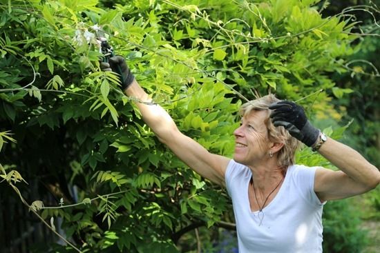 7 Summer pruning wisteria (1024x683)