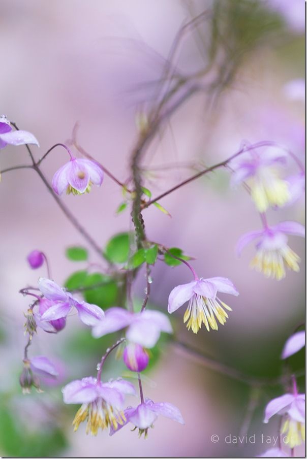 Pink flowers in an English country garden, Northumberland, England, Canon, Camera, EOS, Lens Correction, Live View Mode, Picture Style, built-in spirit level, firmware, RAW, 