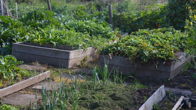 The Basics of Organic Gardening In Raised Garden Beds