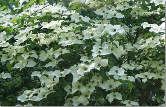 Cornus kousa China girl