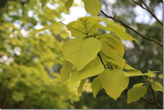 3 Catalpa bignonoides 'Aurea' 