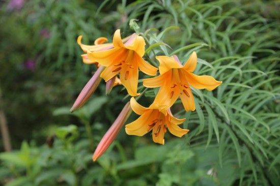 3 Lilium 'African Queen'