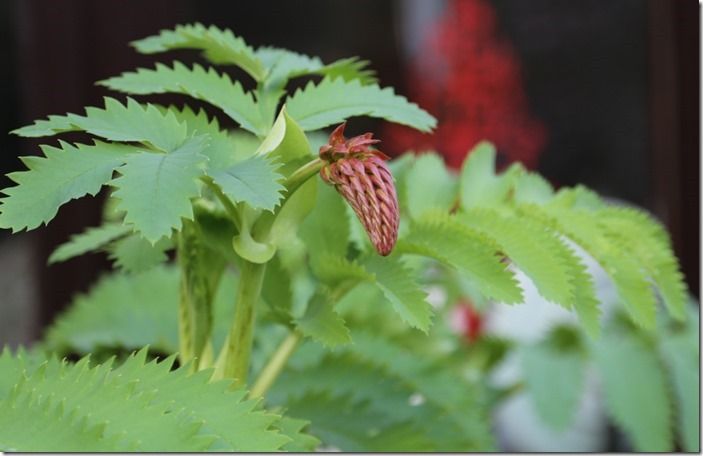 10 Melianthus major