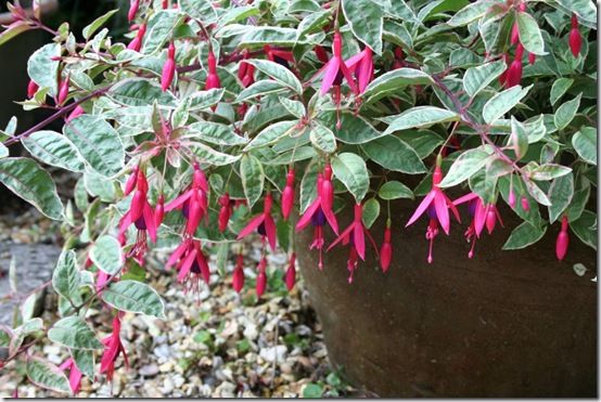 Fuchsia 'Tom West'