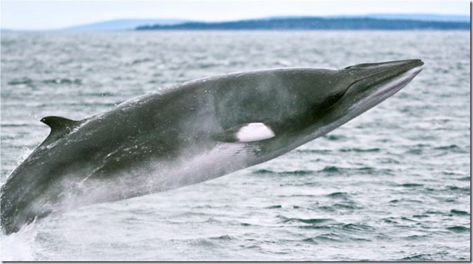 Whale Watching, Trip,  David Tiplin, Brittany Ferries, ORCA, UK, Spanish, Whale, Blue Whale,