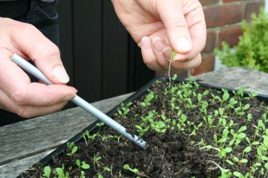 2 pricking out 2