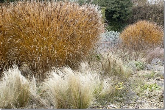 Miscanthus sinensis 'Gracillimus'