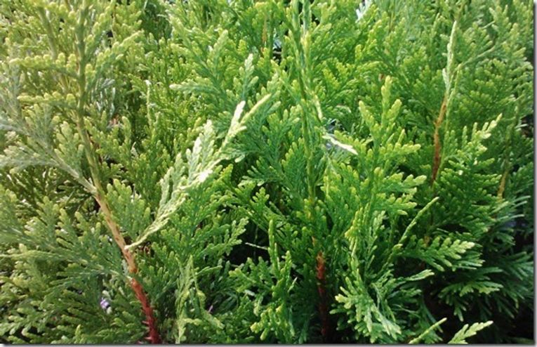 Thuja plicata