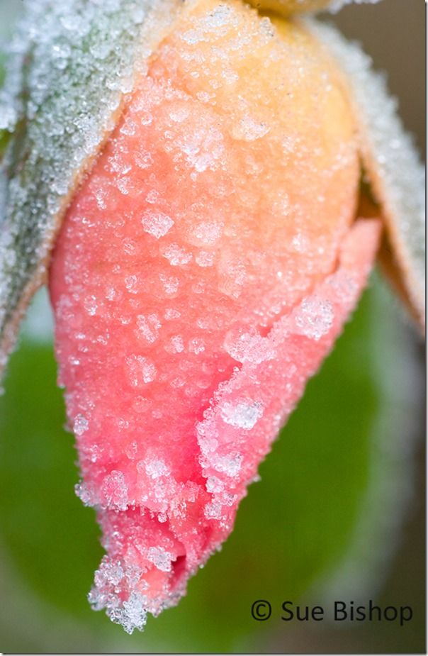 rosebud with frost
