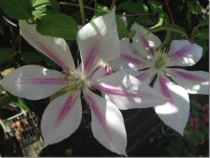 4 Clematis Andromeda in shade.
