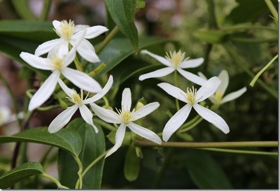 Clematis armandii 'Little White Charm'