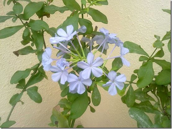 Plumbago 1