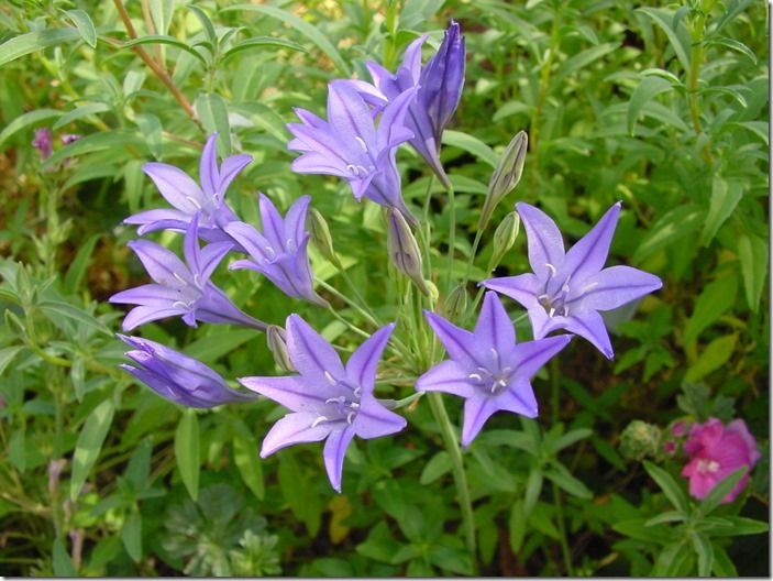 5 Triteleia laxa