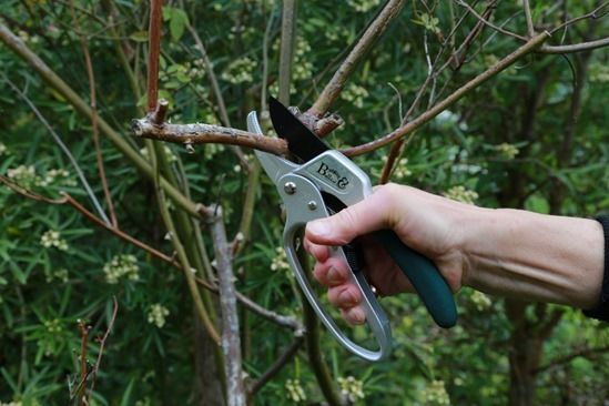 Small Pocket Pruner by Burgon & Ball