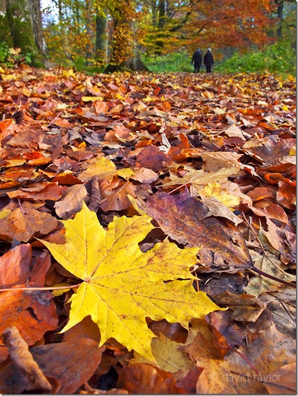 Sycamore leaf lying on the ground in autumn in the the grounds of Wallington, Northumberland, England