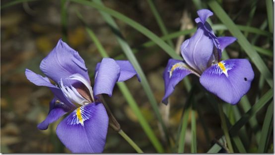 Iris unguicularis 