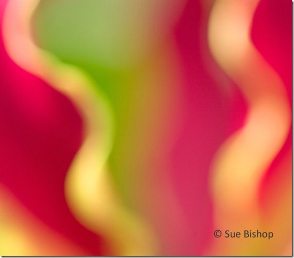 lily gloriosa abstract