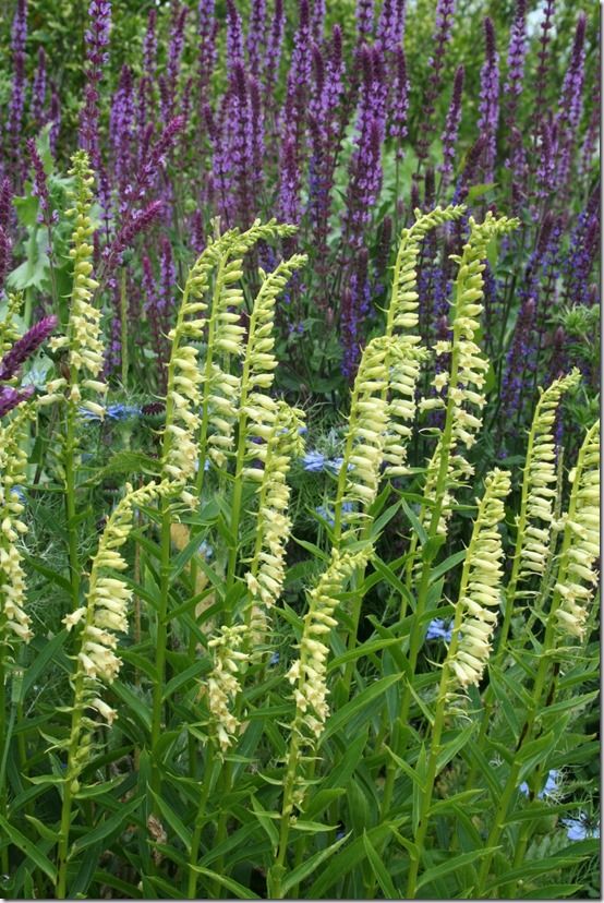 Digitalis lutea