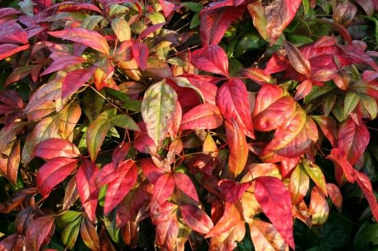 Nandina 'firepower' 