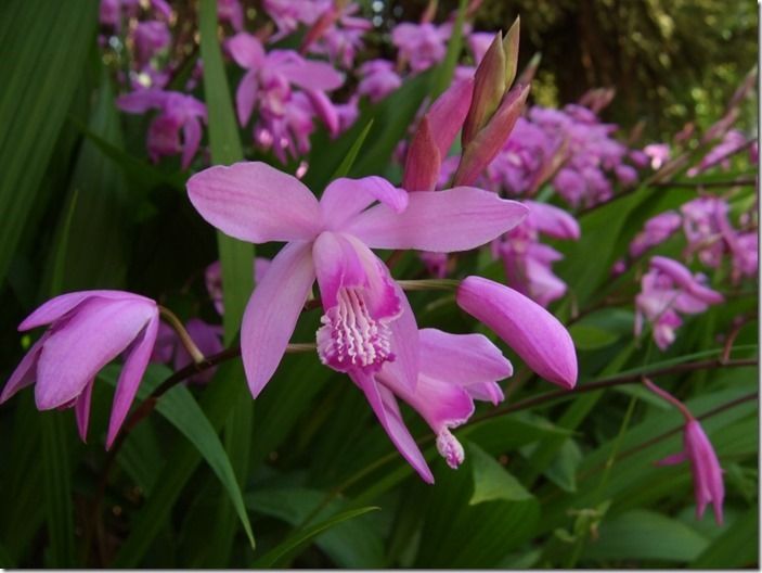 4 Bletilla striata (1024x768)