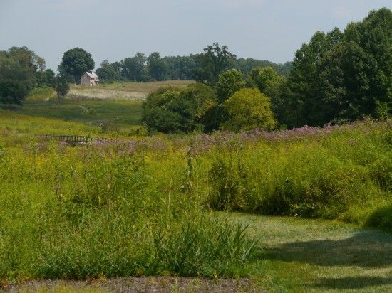 Longwood Meadow Garden