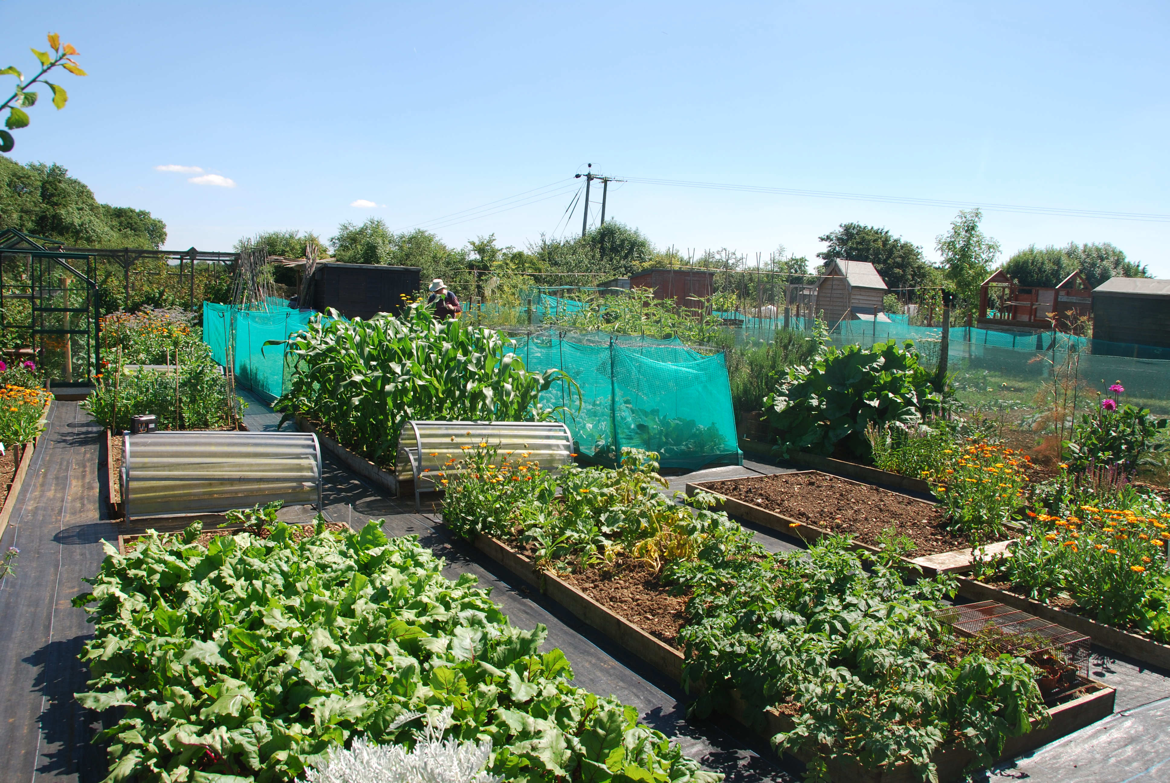 The History Of Allotments Gardening Learning With Experts