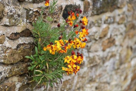 Wallflowers where they grow best