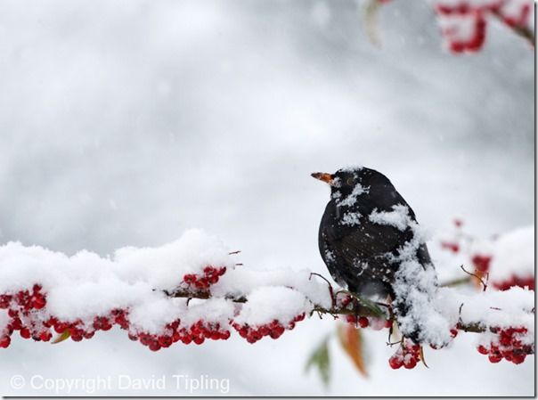 Bird Photography, David Tipling, RSPB, How to Photograph Birds, Garden Birds, Bird Food, perch, feeder, 