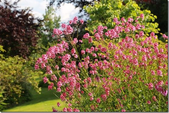 2 Diascia personata 