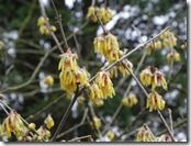 Chimonanthus praecox