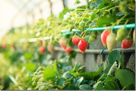 How To Grow Strawberries