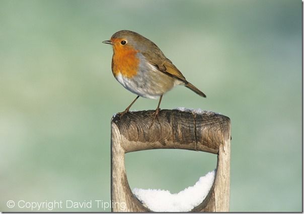 Bird Photography, David Tipling, RSPB, How to Photograph Birds, Garden Birds, Bird Food, perch, feeder, 