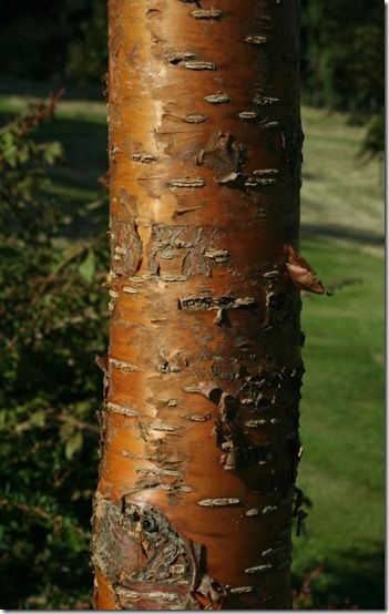 Prunus maackii 'amber beauty'