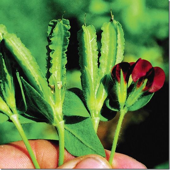 Asparagus peas2 