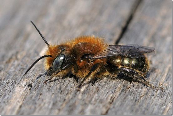 Mason bee