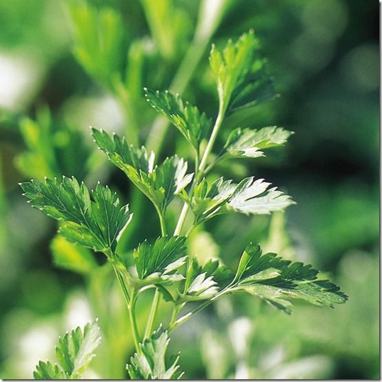 174522_Parsley_Plain_Leaved_2_exp