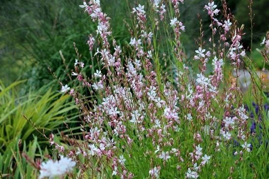 6 Gaura lindheimeri 'The Bride'